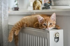 Photo d'un radiateur avec un chat dessus